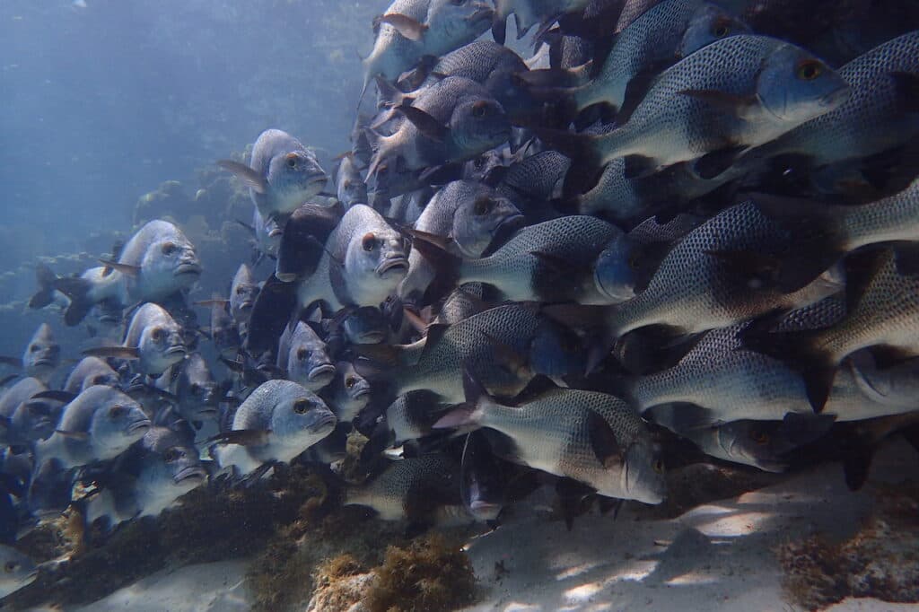 潛水及旅遊部落格
